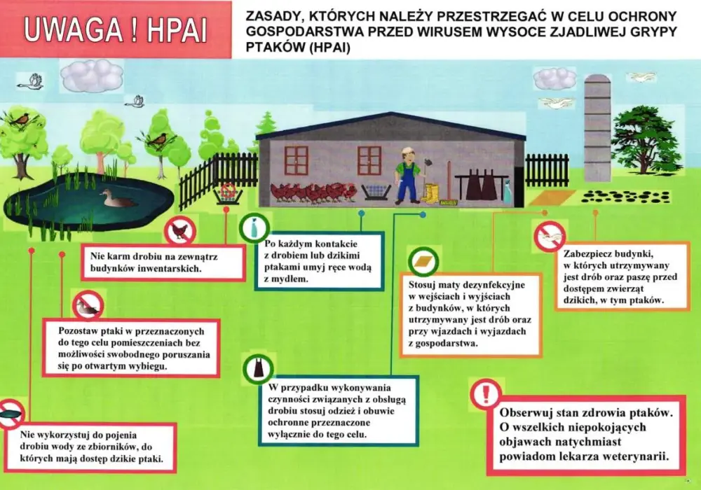 Ptasia grypa u ludzi - objawy, ryzyko i ochrona
